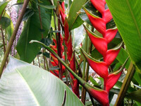 tropical flowers abound at the villa