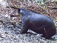 Tapir settling in